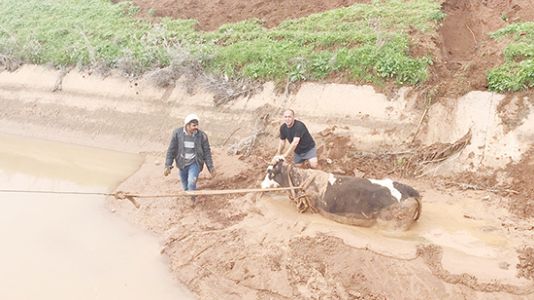 Kanala düşen inek kurtarıldı