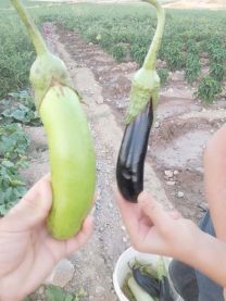 Yeşil patlıcan çiftçileri şaşırttı 