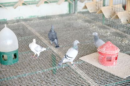 Posta güvercinleri yarıştı
