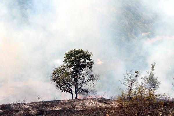 Kuruyan otlar tutuşunca 2 hektar makilik alan yandı
