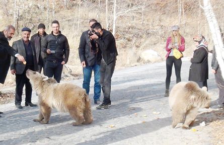 Nemrut'taki yavru ayılara ziyaretçi ilgisi