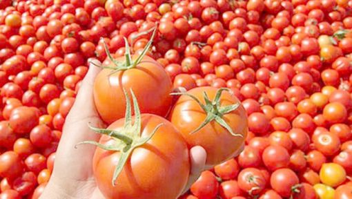 Bölgeden domates ihracatı!