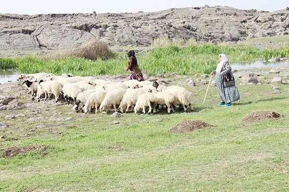 Ramazan ayında çoban olmak