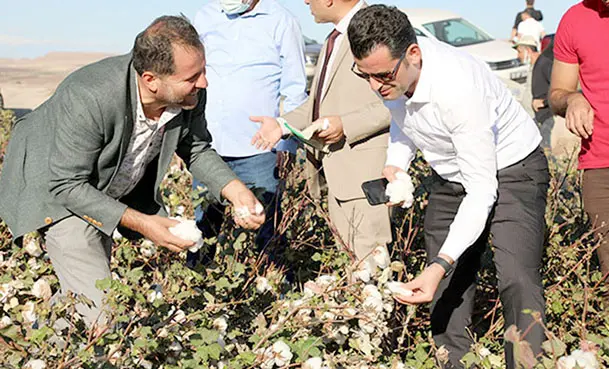 Diyarbakır'da 'beyaz altın' pamuk hasadı başladı