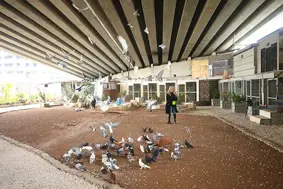 Diyarbakır'da 100'ü aşkın güvercin podyuma hazırlanıyor
