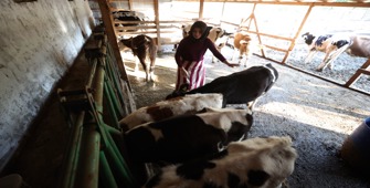 Devlet desteğiyle 1 inekle çiftlik kurdu