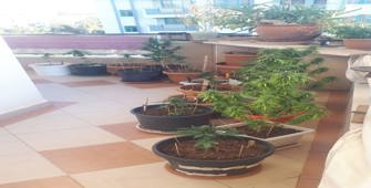 Antalya'da evinde uyuşturucu yapımında kullanılan bitki yetiştiren kişi yakalandı