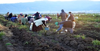 Muş'ta kadınlar patates hasat mesaisi sürüyor