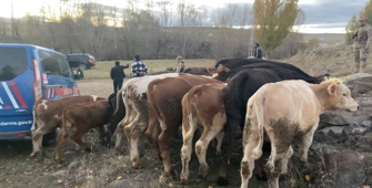 Kars'ta hayvan hırsızları tutuklandı