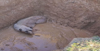 Bingöl'de çukura düşen köpeği itfaiye ekipleri kurtardı