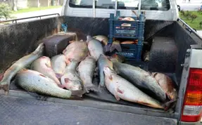 Elazığ'da kaçak ton 775 kilo balık ele geçirildi