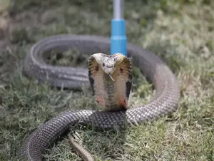 Erkek arkadaşını zehirli yılanla öldürmüş