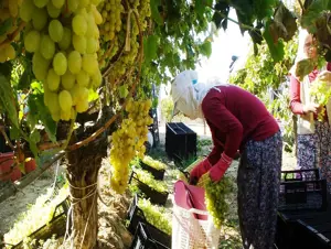 Manisa'da erken hasat üzümde ilk ihracat tırı yola çıktı