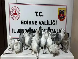 Edirne'de kaçak güvercin operasyonu