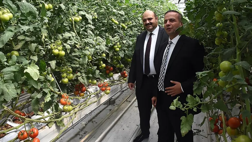 Jeotermal domatesler Türkiye'nin dört bir yanına pazarlanıyor
