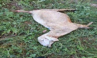 Sürüye saldıran kurt 30 koyunu telef etti