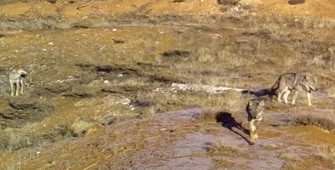 Bingöl'de yaban hayvanları fotokapanla görüntülendi