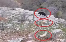Diyarbakır’da köpeklerin domuz kovalamacası dron kamerasına yansıdı
