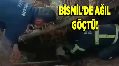 Diyarbakır Bismil'de ağıl göçtü