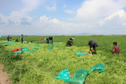 Diyarbakırlı işçiler maydanoz hasadına başladı