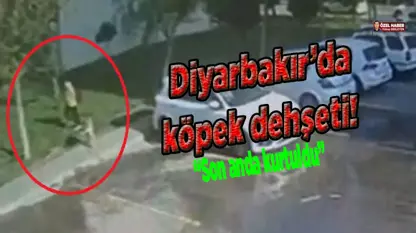 Diyarbakır’da sokak köpeği vahşeti! 