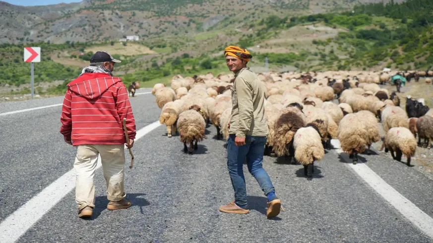 Binlerce koyun Muş yaylalarına doğru yola çıkarıldı