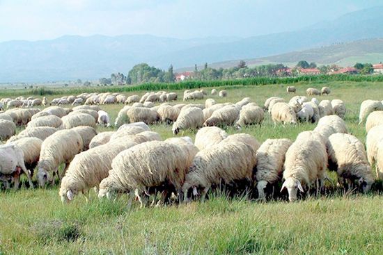 Koyun ve keçi desteği başladı