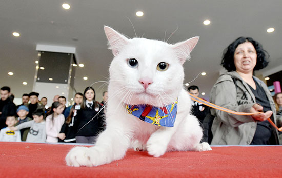 'Van Kedisi Güzellik Yarışması'na ilgi