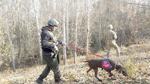 Araziye gizlenen toz esrarı narkotik köpekleri buldu 