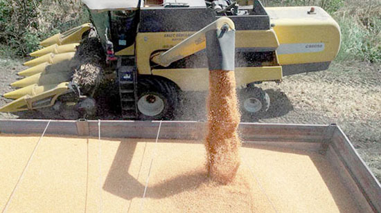 GAP'ın başkenti Şanlıurfa'da mısır hasadı başladı