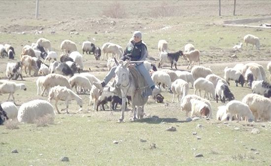Çoban istihdamına 62 milyon lira destek
