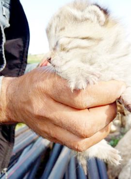 Mardin'de yaban kedisi yavruları bulundu