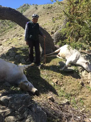 Diyarbakır'da yıldırım düşmesi sonucu 6 büyükbaş hayvan telef oldu