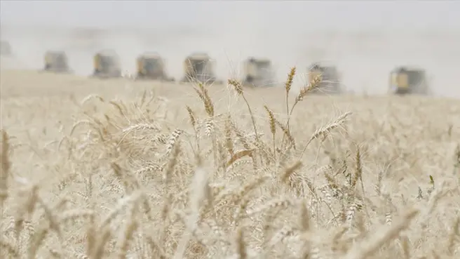 Buğdayda yaklaşık 22 milyon tonluk üretim beklentisi