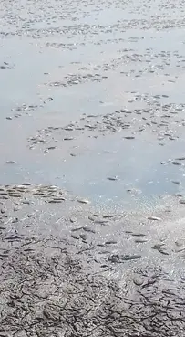 Balçıklaşan gölde binlerce balık telef oldu