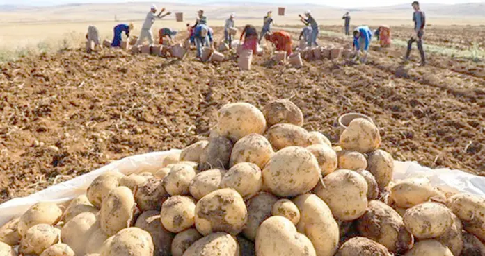 Ahlat patatesinden 350 milyon lira gelir bekleniyor