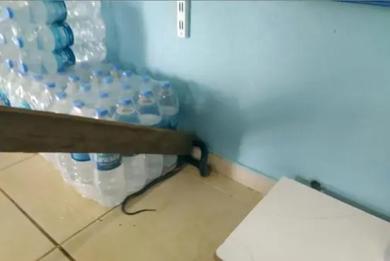 Markette yılan paniği! 1 metre uzunluğunda...