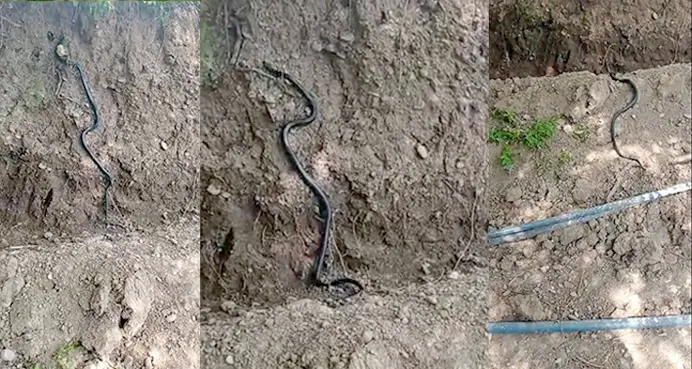 Diyarbakır'da dev yılan paniği