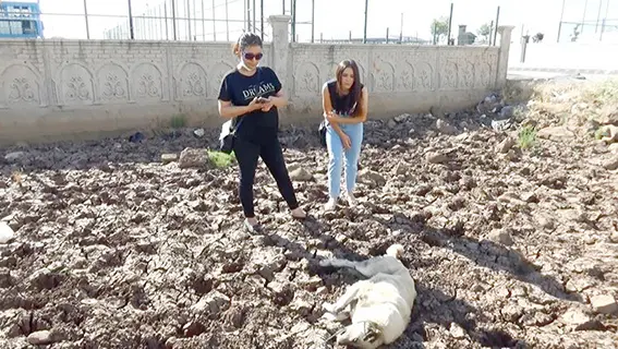 Diyarbakır'da bir köpek boynuna ip bağlanarak vahşice öldürüldü