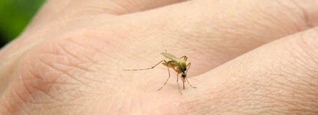 Sivrisinek Isırığı Alerjisi ve Korunma Önlemleri