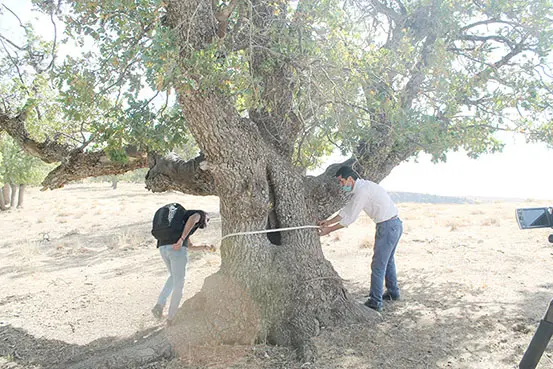 Muş'ta 400 yıllık meşe ağaçları tespit edildi