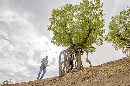 Kuraklığa karşı ağaç