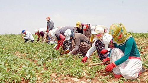 Tarım işçilerinin günlük ücreti geçen yıl artış kaydetti