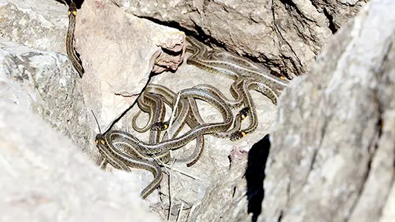 Sürü halindeki yılanları görüntülediler