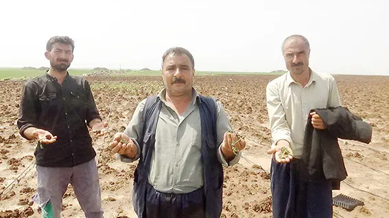 Dolu yağışı ekili arazileri vurdu