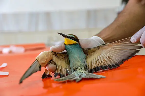 Diyarbakır'da yaralı bulunan arı kuşuna özenli bakım