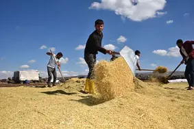 Tescilli Karacadağ pirincinde bereketli sezon