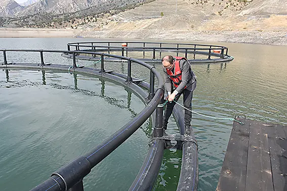 Şırnak'ta Uludere Barajı'na alabalık kafesleri kuruldu