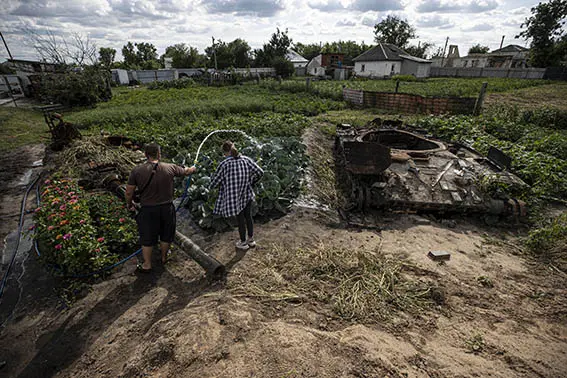 Ukrayna'da bir aile tank enkazının bulunduğu bahçesinde sebze yetiştiriyor