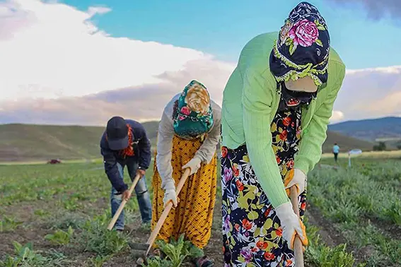 Şanlıurfa'da yaklaşık 400 bin kişi tarım işçisi olarak başka illere gidiyor